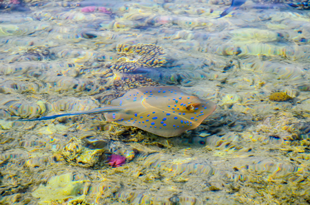 Underwater swimming beayutiful big spotted stingray