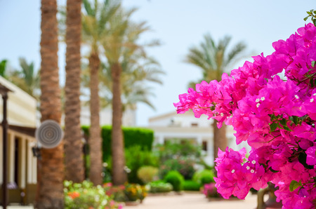 Beautiful flowers of bougainvillea in the hotel on the coast of Egyptの写真素材
