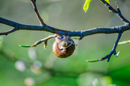 On a farm, snails creep along fruit trees.の写真素材