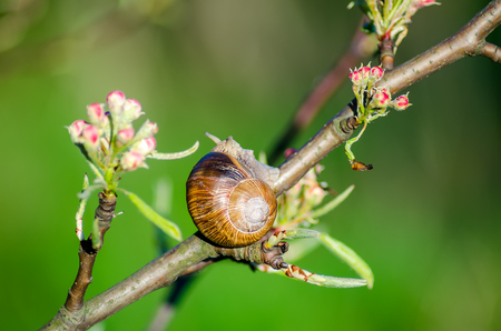 On a farm, snails creep along fruit trees.の写真素材