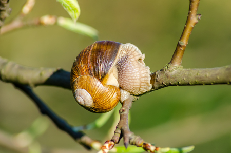 On a farm, snails creep along fruit trees.の写真素材