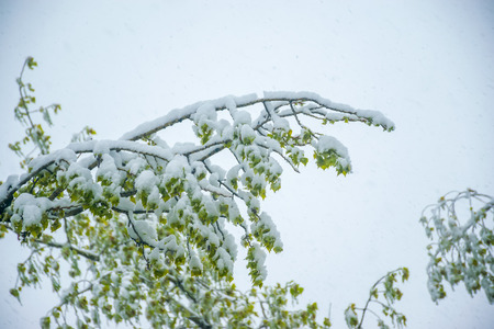 In the spring, a heavy snow storm hit the city.の写真素材