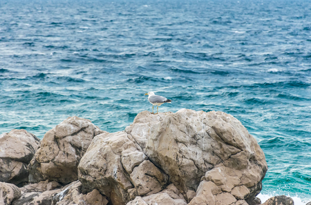 Large seagulls sit on huge coastal stones.の写真素材