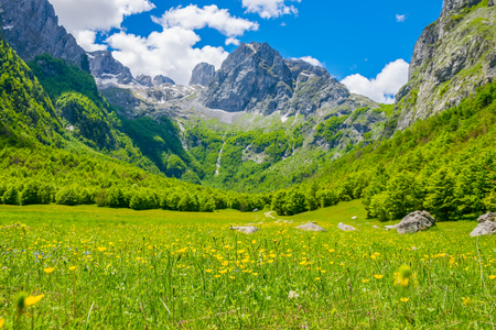 Picturesque flowers in the meadow in the high mountains.の写真素材