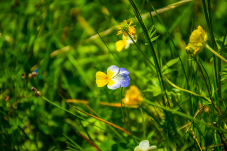 Pansies grow on a picturesque glade among the mountains.の写真素材