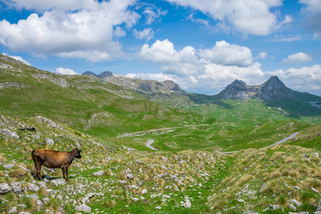 A lonely cow enjoys the picturesque mountain scenery.の写真素材