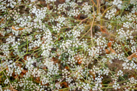 Small white flowers grow on a green meadow in the forest.