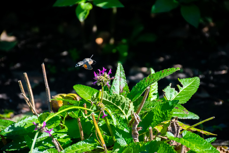 Unusual butterfly hovers over the flowers.の写真素材
