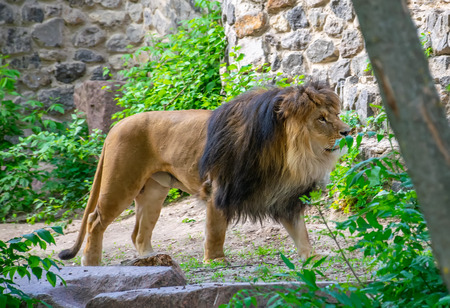 Huge lions rest on the territory of the zoo.の写真素材