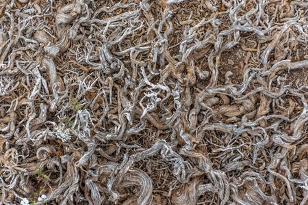 The intertwined roots of plants perish on arid soil.の写真素材
