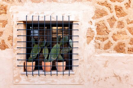 three cactuses behind bars