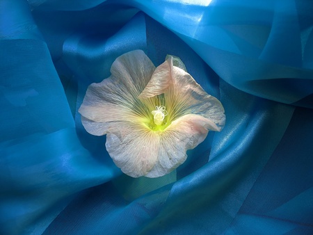 flower on a blue backgroundの写真素材