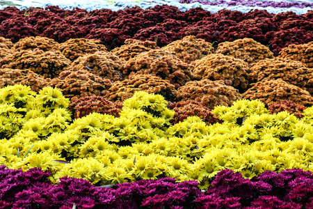colourful flowersの写真素材