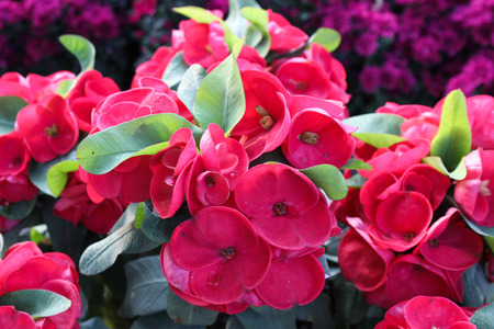 crown of thorns flowersの写真素材