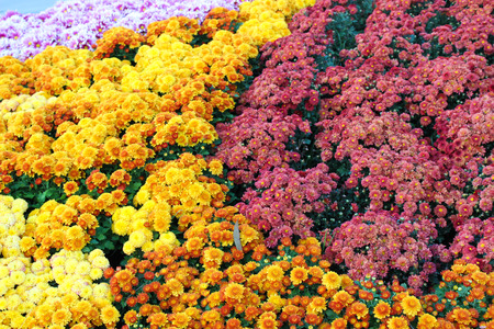 flower gardenの写真素材