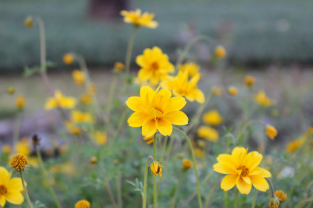 Yellow Cosmosの写真素材