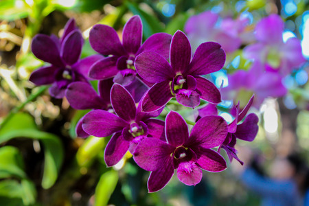 Purple Orchidの写真素材