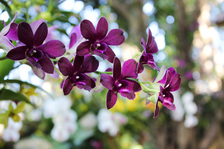 Purple Orchidの写真素材