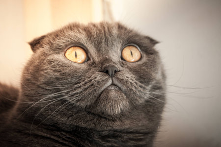 scotish fold catの写真素材