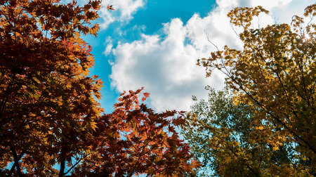 autumn foliage against the blue sky