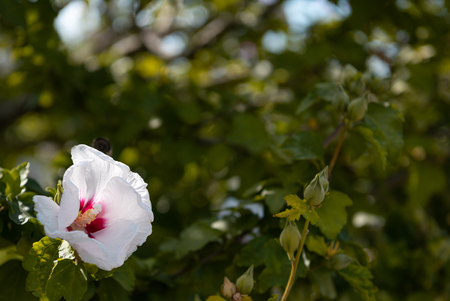 flower Mugunhwa. national symbol of Koreaの写真素材
