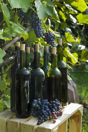 Old bottles of homemade wine photographed against the background of the vine.の写真素材