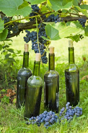 Old bottles of homemade wine photographed against the background of the vine.の写真素材