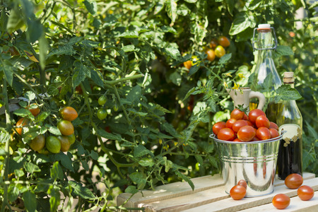 Red cherry tomatoes in a small metal bucket in the garden.の写真素材