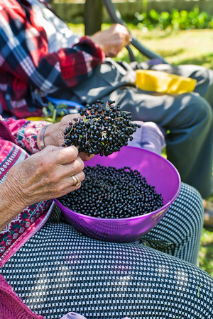 Woman pluck the fruits of elderberry to make juice from them.の写真素材