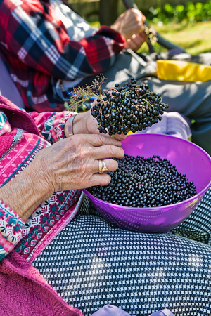 Woman pluck the fruits of elderberry to make juice from them.の写真素材