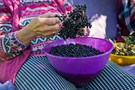 Woman pluck the fruits of elderberry to make juice from them.の写真素材