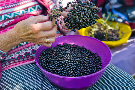 Woman pluck the fruits of elderberry to make juice from them.の写真素材
