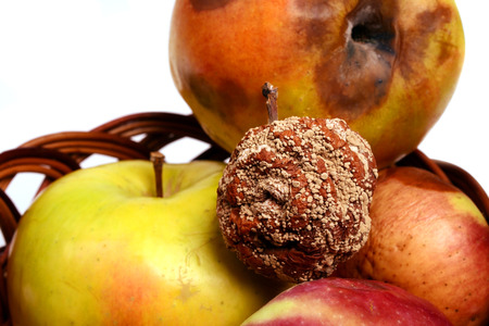 Rotten apple and fresh apple isolated on white background.の写真素材