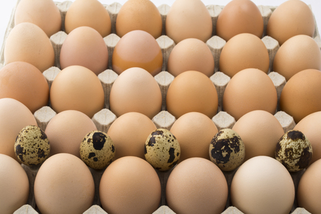 Background of chicken and quail eggs in a cardboard tray.の写真素材