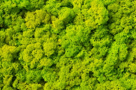 Moss background made of deer lichen Cladonia rangiferina, mossy texture spring green.の写真素材