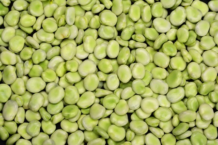 Background of fresh green broad beans.の写真素材