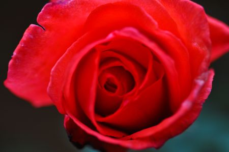 Rose of love の写真素材