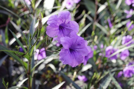 violet loveの写真素材