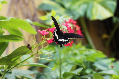 butterfly wayの写真素材