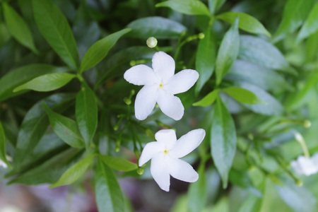 Gardenia taitensisの写真素材