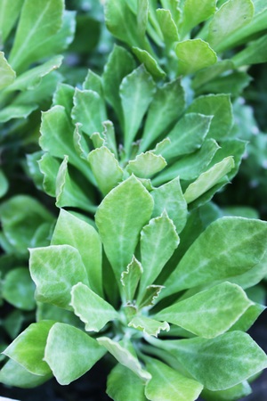 double treeの写真素材