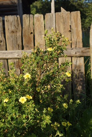 flowering shrub in an old fenceの写真素材
