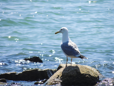 A beautiful lonely seagull perched on a rockの写真素材