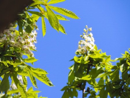 Flowering branches of chestnut on the background of green leaves and skyの写真素材