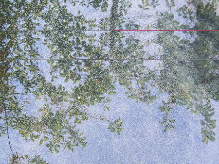 Bubbles in the water, reflection of a tree. Background, abstraction.