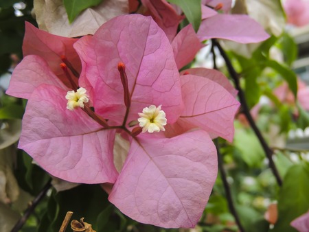 Blooming flowers and petals festive background, paste