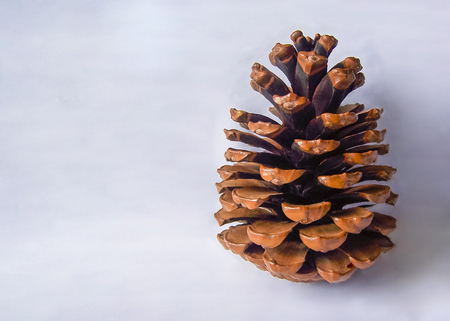 Brown pine cone on a white background