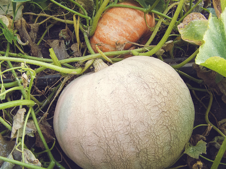 Two pumpkins are ripening in the garden.の写真素材