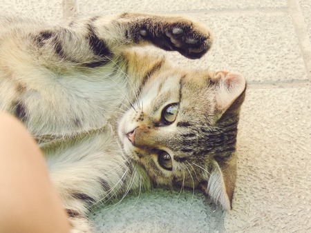 Cute little kitten standing on green grass.の写真素材