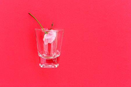 pink rose in shot glass  on red backgroundの写真素材